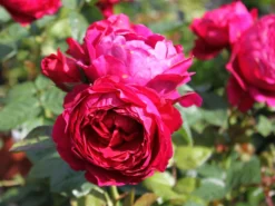 Edelrose 'Ascot' ® -Deutschland Garten Funk Verkaufs-Shop edelrose ascot m054917 w 2