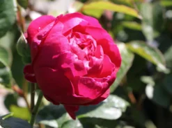 Edelrose 'Ascot' ® -Deutschland Garten Funk Verkaufs-Shop edelrose ascot m054917 w 3