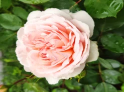 Edelrose 'Ashley' ® -Deutschland Garten Funk Verkaufs-Shop edelrose ashley m094365 1152281 1