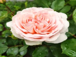 Edelrose 'Ashley' ® -Deutschland Garten Funk Verkaufs-Shop edelrose ashley m094365 193676 0