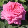 Edelrose 'Ashley' ®