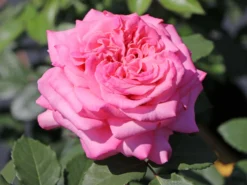 Edelrose 'Ashley' ®