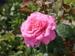 Edelrose 'Ashley' ® -Deutschland Garten Funk Verkaufs-Shop edelrose ashley m094365 w 0