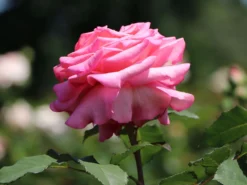 Edelrose 'Ashley' ® -Deutschland Garten Funk Verkaufs-Shop edelrose ashley m094365 w 1
