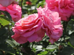 Edelrose 'Ashley' ® -Deutschland Garten Funk Verkaufs-Shop edelrose ashley m094365 w 10