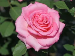 Edelrose 'Ashley' ® -Deutschland Garten Funk Verkaufs-Shop edelrose ashley m094365 w 2