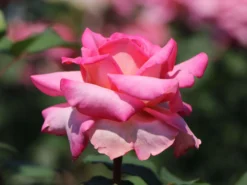 Edelrose 'Ashley' ® -Deutschland Garten Funk Verkaufs-Shop edelrose ashley m094365 w 3