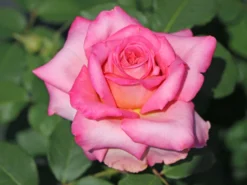 Edelrose 'Ashley' ® -Deutschland Garten Funk Verkaufs-Shop edelrose ashley m094365 w 5