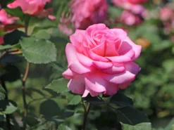 Edelrose 'Ashley' ® -Deutschland Garten Funk Verkaufs-Shop edelrose ashley m094365 w 6