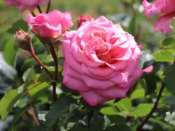 Edelrose 'Ashley' ® -Deutschland Garten Funk Verkaufs-Shop edelrose ashley m094365 w 7