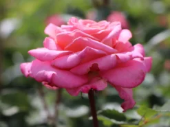 Edelrose 'Ashley' ® -Deutschland Garten Funk Verkaufs-Shop edelrose ashley m094365 w 8