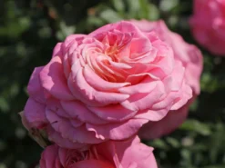 Edelrose 'Ashley' ® -Deutschland Garten Funk Verkaufs-Shop edelrose ashley m094365 w 9