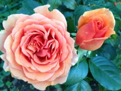 Edelrose 'Ashram' ® -Deutschland Garten Funk Verkaufs-Shop edelrose ashram m005844 1338879 0