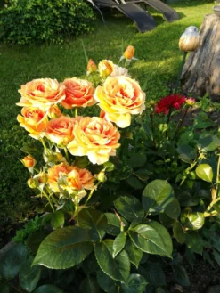 Edelrose 'Ashram' ® -Deutschland Garten Funk Verkaufs-Shop edelrose ashram m005844 288178 0