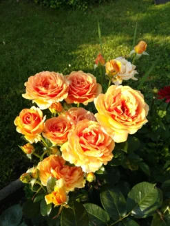 Edelrose 'Ashram' ® -Deutschland Garten Funk Verkaufs-Shop edelrose ashram m005844 288178 1