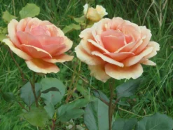 Edelrose 'Ashram' ® -Deutschland Garten Funk Verkaufs-Shop edelrose ashram m005844 430730 0