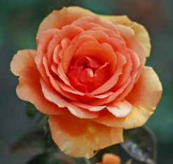 Edelrose 'Ashram' ® -Deutschland Garten Funk Verkaufs-Shop edelrose ashram m005844 772888 0