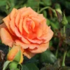 Edelrose 'Ashram' ®