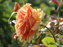 Edelrose 'Ashram' ® -Deutschland Garten Funk Verkaufs-Shop edelrose ashram m005844 w 2