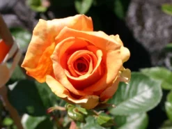 Edelrose 'Ashram' ® -Deutschland Garten Funk Verkaufs-Shop edelrose ashram m005844 w 3