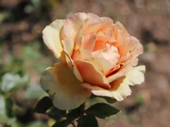 Edelrose 'Ashram' ® -Deutschland Garten Funk Verkaufs-Shop edelrose ashram m005844 w 6