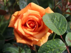 Edelrose 'Ashram' ® -Deutschland Garten Funk Verkaufs-Shop edelrose ashram m005844 w 7