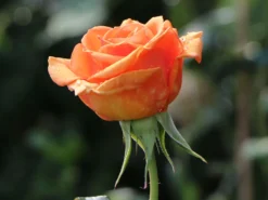 Edelrose 'Ashram' ® -Deutschland Garten Funk Verkaufs-Shop edelrose ashram m005844 w 8