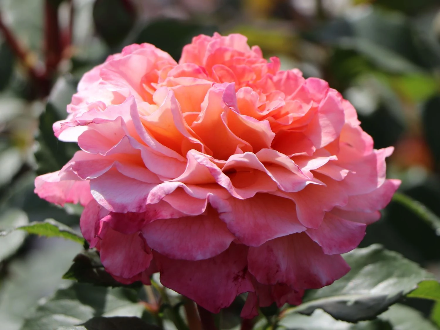 Edelrose 'Augusta Luise' ® 1 Edelrose 'Augusta Luise' ®