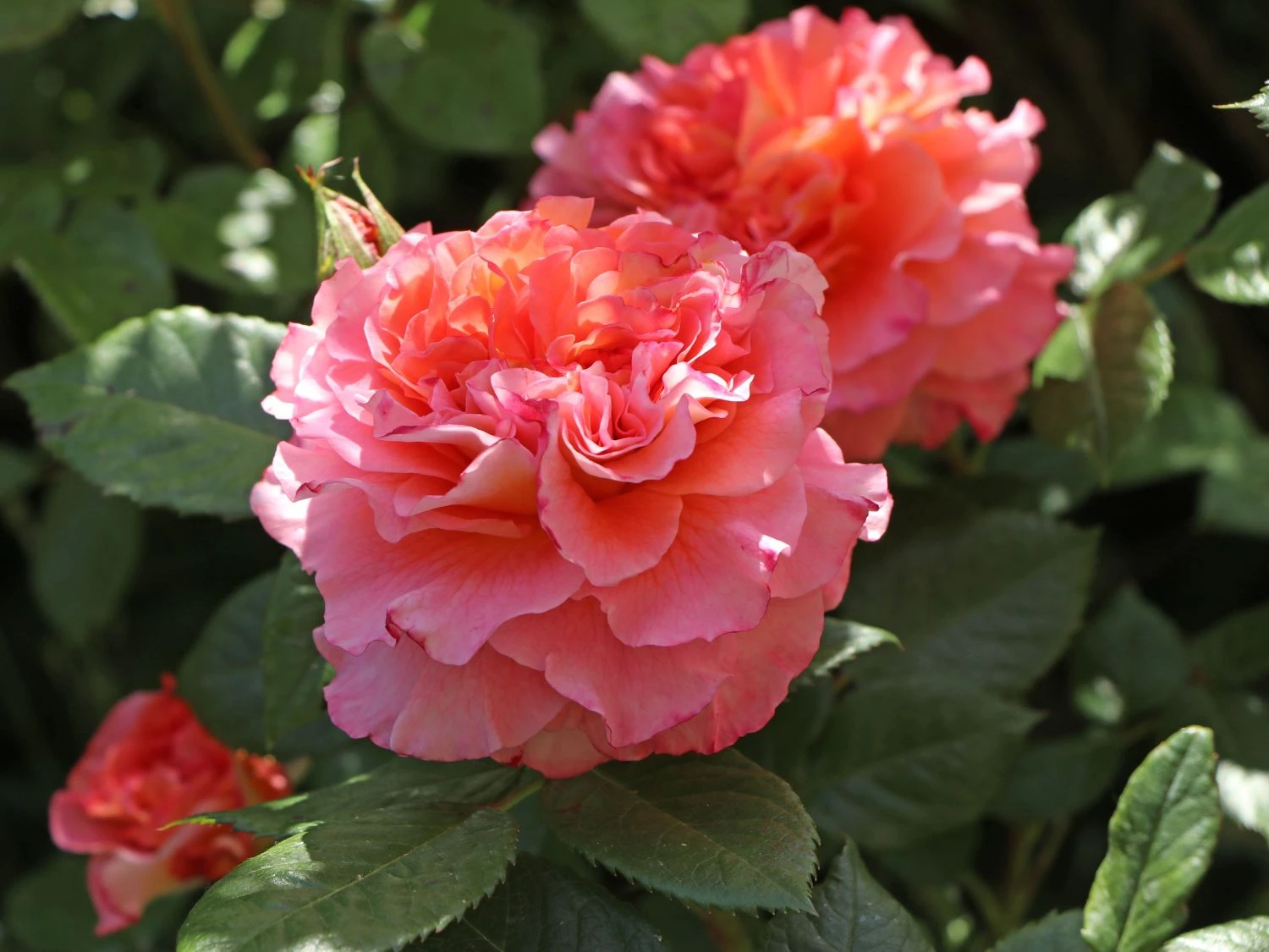 Edelrose 'Augusta Luise' ® 15 Edelrose 'Augusta Luise' ® – Bild 15