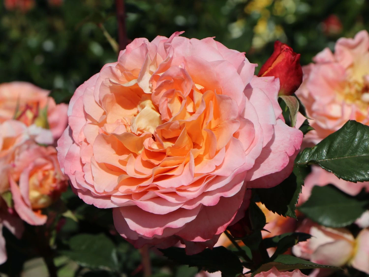 Edelrose 'Augusta Luise' ® 13 Edelrose 'Augusta Luise' ® – Bild 13