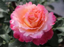Edelrose 'Augusta Luise' ® 25 Edelrose 'Augusta Luise' ® -Deutschland Garten Funk Verkaufs-Shop edelrose augusta luise m005590 w 2
