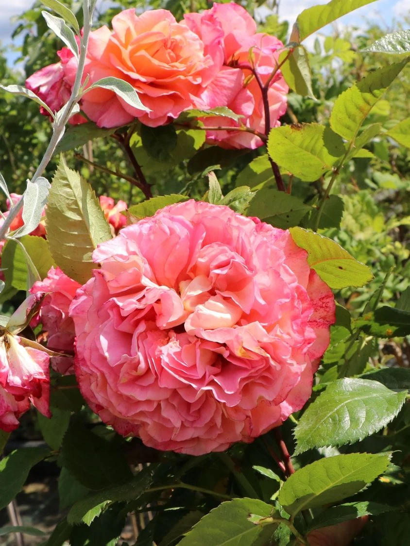 Edelrose 'Augusta Luise' ® 5 Edelrose 'Augusta Luise' ® – Bild 5