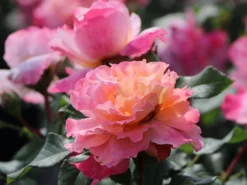 Edelrose 'Augusta Luise' ® 26 Edelrose 'Augusta Luise' ® -Deutschland Garten Funk Verkaufs-Shop edelrose augusta luise m005590 w 4