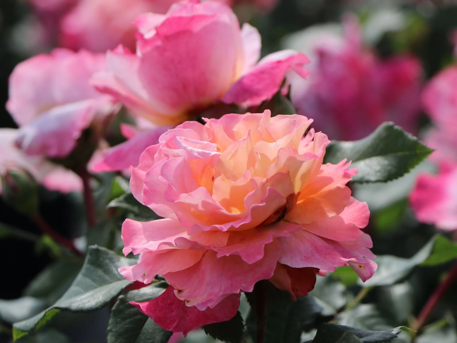 Edelrose 'Augusta Luise' ® 7 Edelrose 'Augusta Luise' ® – Bild 7