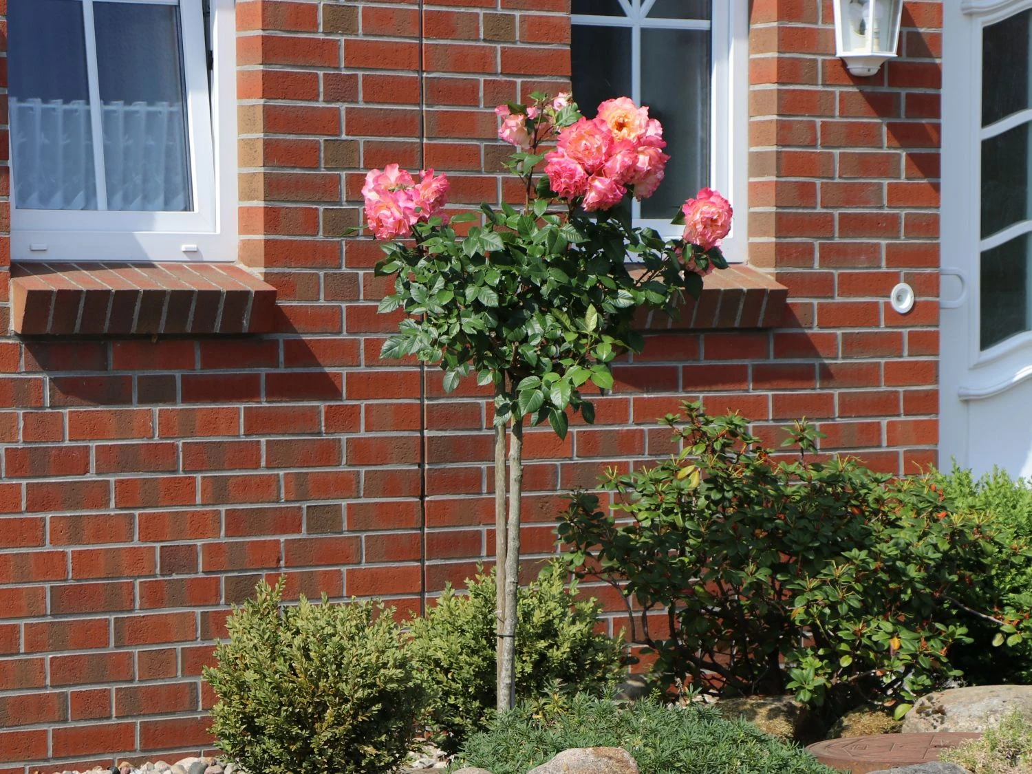 Edelrose 'Augusta Luise' ® 2 Edelrose 'Augusta Luise' ® – Bild 2