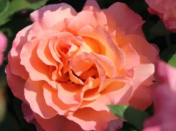 Edelrose 'Augusta Luise' ® 28 Edelrose 'Augusta Luise' ® -Deutschland Garten Funk Verkaufs-Shop edelrose augusta luise m005590 w 6