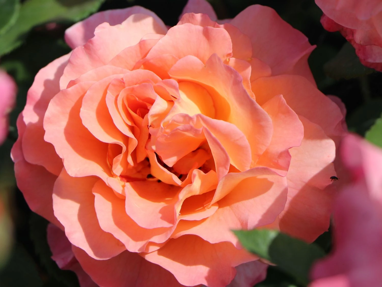 Edelrose 'Augusta Luise' ® 9 Edelrose 'Augusta Luise' ® – Bild 9