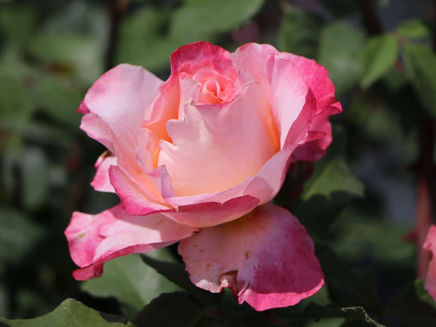 Edelrose 'Augusta Luise' ® 8 Edelrose 'Augusta Luise' ® – Bild 8