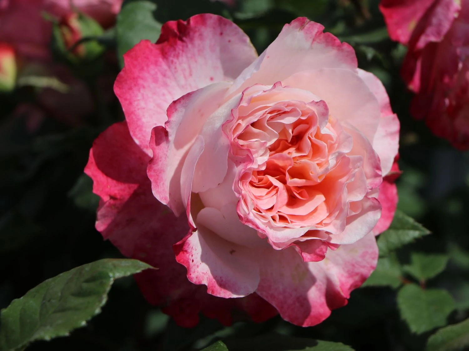 Edelrose 'Augusta Luise' ® 11 Edelrose 'Augusta Luise' ® – Bild 11