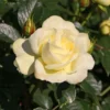 Edelrose 'Avec Amour' ®