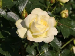Edelrose 'Avec Amour' ®