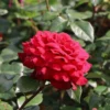 Edelrose 'Bellevue' ®