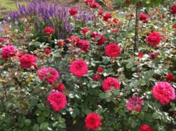 Edelrose 'Bellevue' ® -Deutschland Garten Funk Verkaufs-Shop edelrose bellevue m099232 w 0