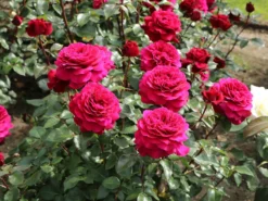 Edelrose 'Bellevue' ® -Deutschland Garten Funk Verkaufs-Shop edelrose bellevue m099232 w 1