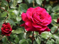 Edelrose 'Bellevue' ® -Deutschland Garten Funk Verkaufs-Shop edelrose bellevue m099232 w 2