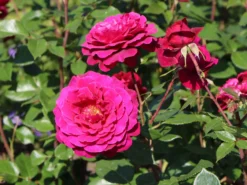 Edelrose 'Bellevue' ® -Deutschland Garten Funk Verkaufs-Shop edelrose bellevue m099232 w 3