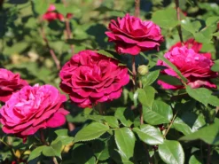 Edelrose 'Bellevue' ® -Deutschland Garten Funk Verkaufs-Shop edelrose bellevue m099232 w 4