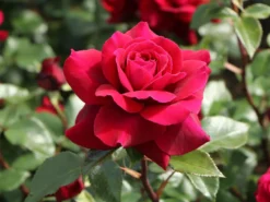 Edelrose 'Bellevue' ® -Deutschland Garten Funk Verkaufs-Shop edelrose bellevue m099232 w 5