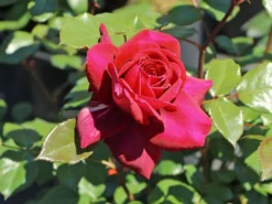 Edelrose 'Bellevue' ® -Deutschland Garten Funk Verkaufs-Shop edelrose bellevue m099232 w 8