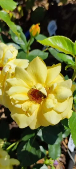Edelrose 'Berolina' ® -Deutschland Garten Funk Verkaufs-Shop edelrose berolina m005968 1385065 0